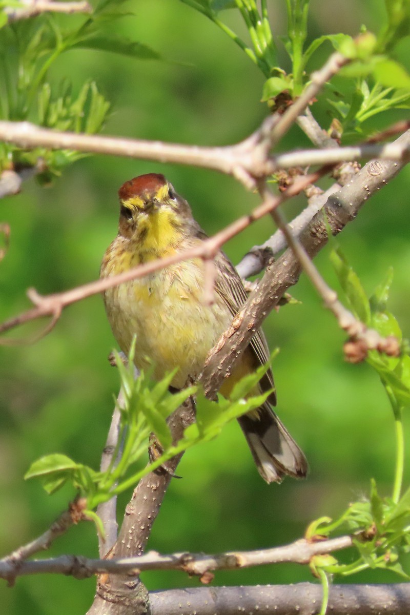 Palm Warbler - John Zakelj