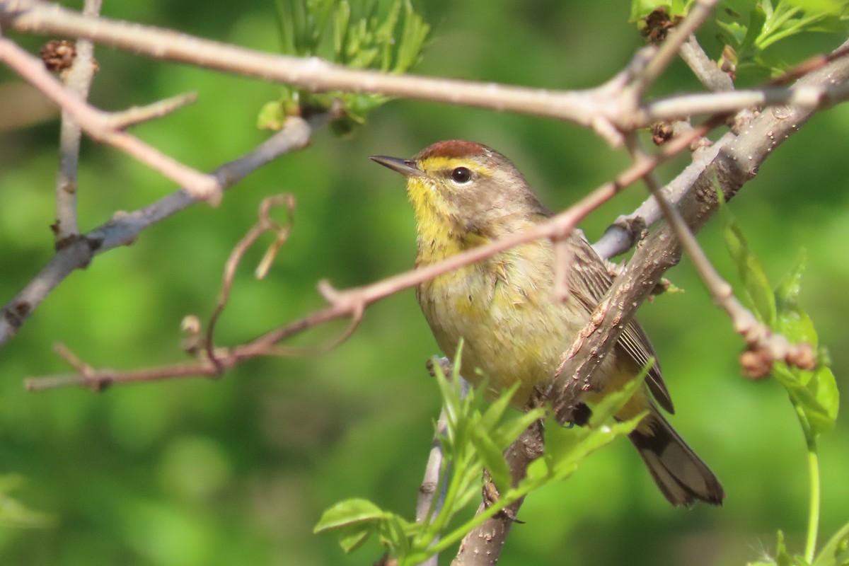 Palm Warbler - John Zakelj