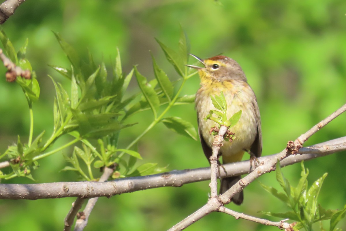 Palm Warbler - John Zakelj