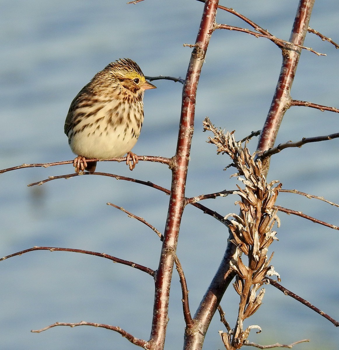 Savannah Sparrow - Joseph Troy