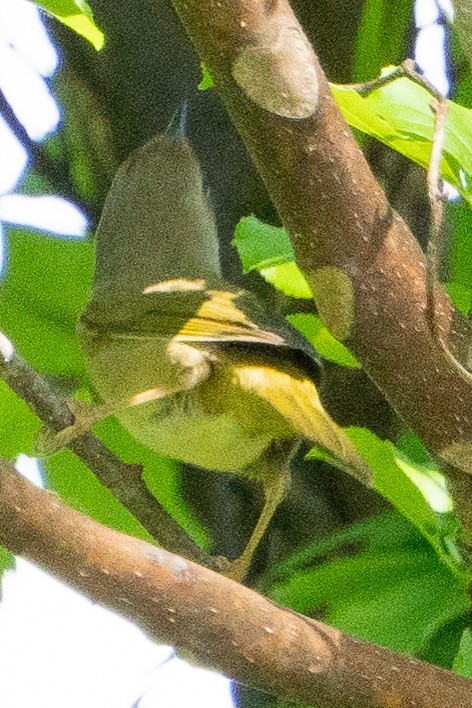 new world warbler sp. - Keith Lea