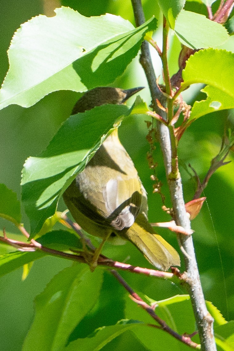 new world warbler sp. - Keith Lea