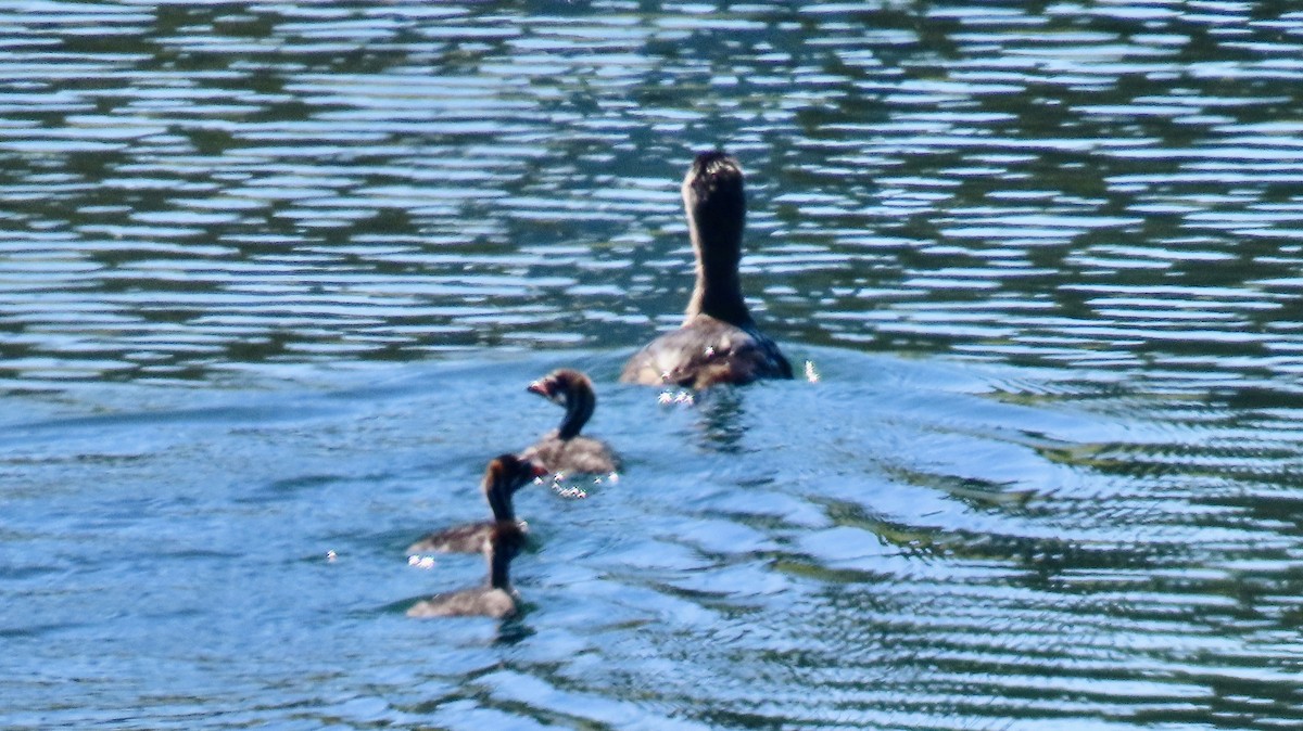 Pied-billed Grebe - ML618827272