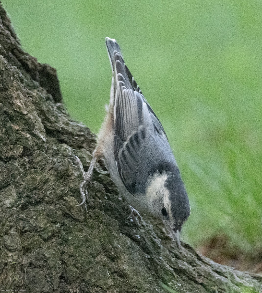 White-breasted Nuthatch - Joe Donahue