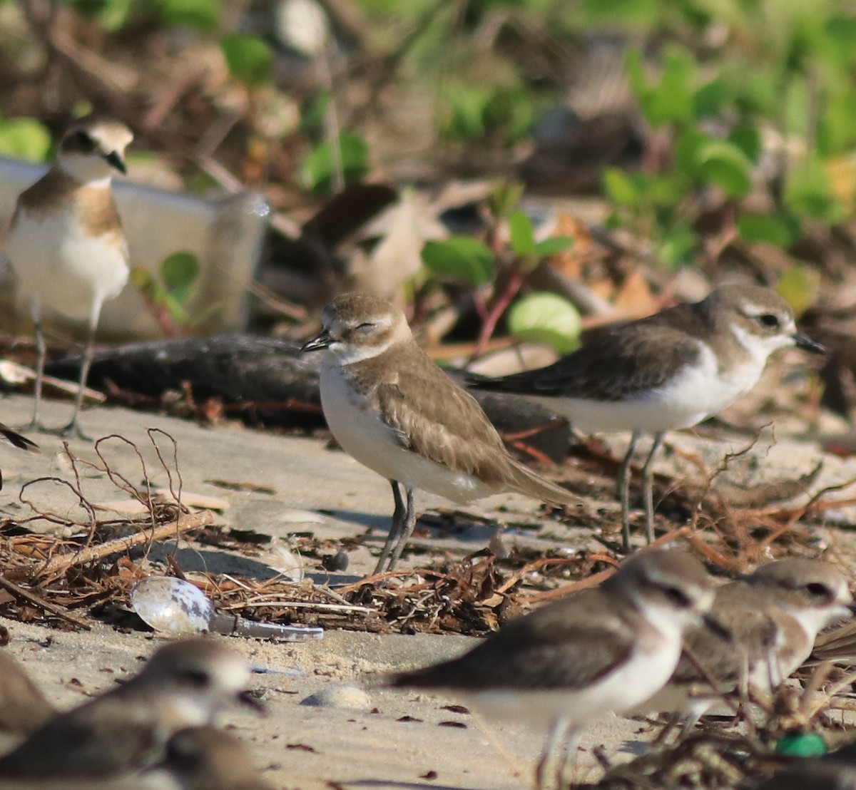 Siberian/Tibetan Sand-Plover - Afsar Nayakkan