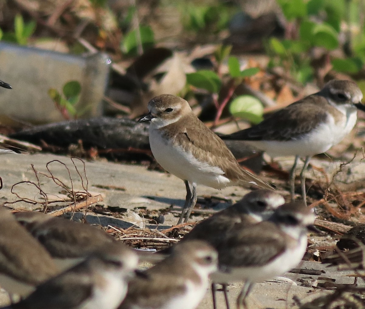 Siberian/Tibetan Sand-Plover - ML618827298