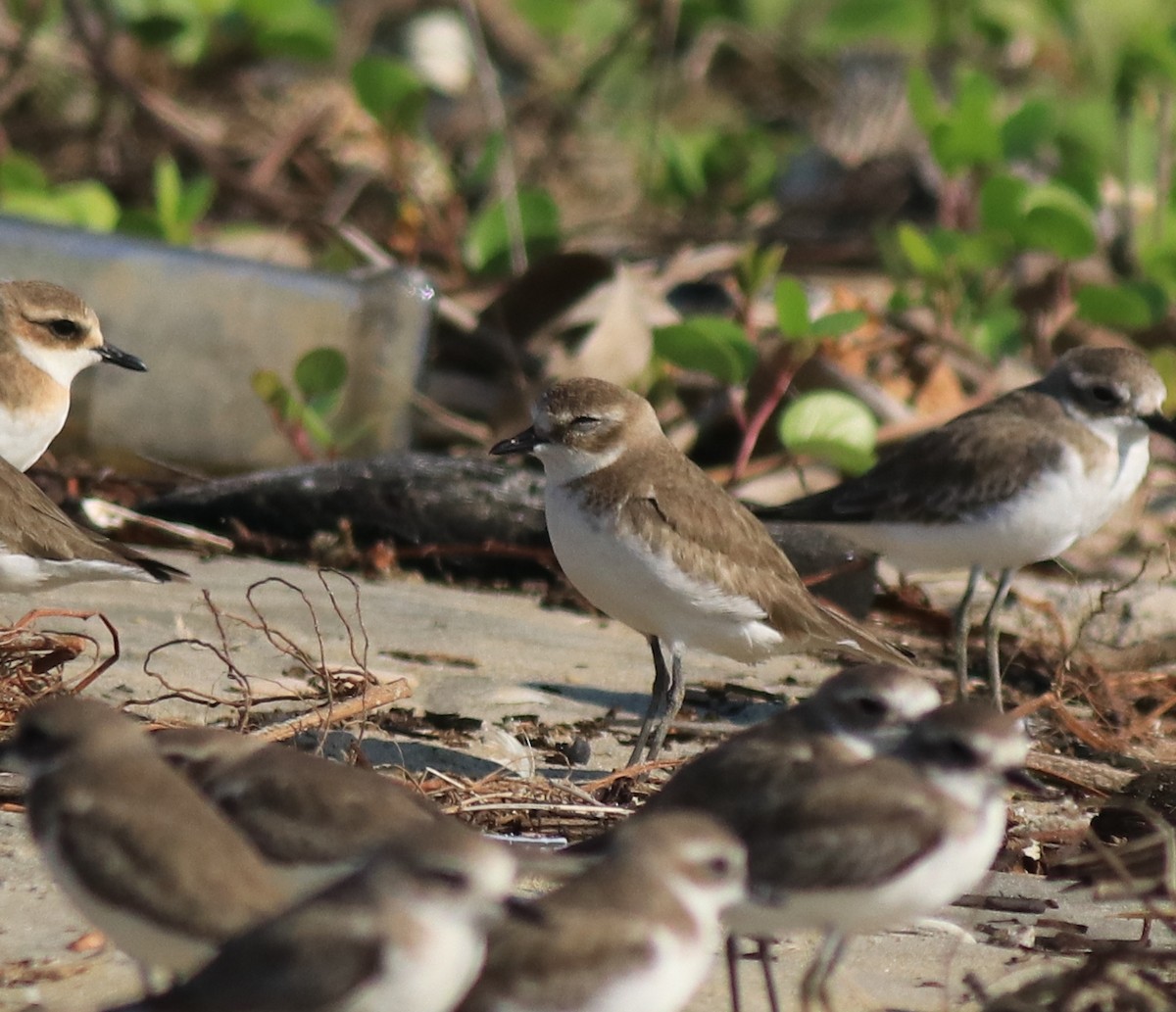 Siberian/Tibetan Sand-Plover - Afsar Nayakkan