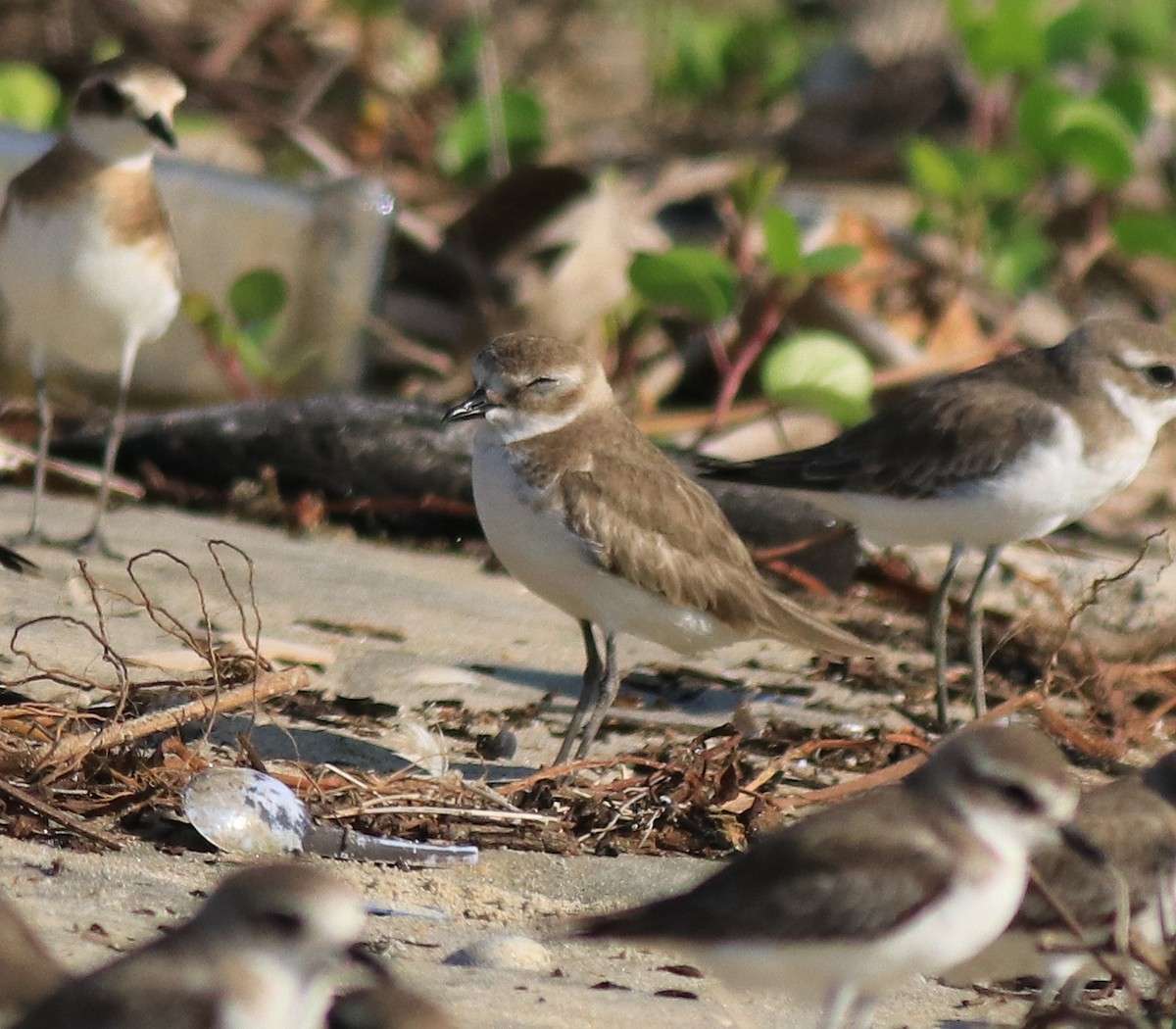 Siberian/Tibetan Sand-Plover - ML618827303