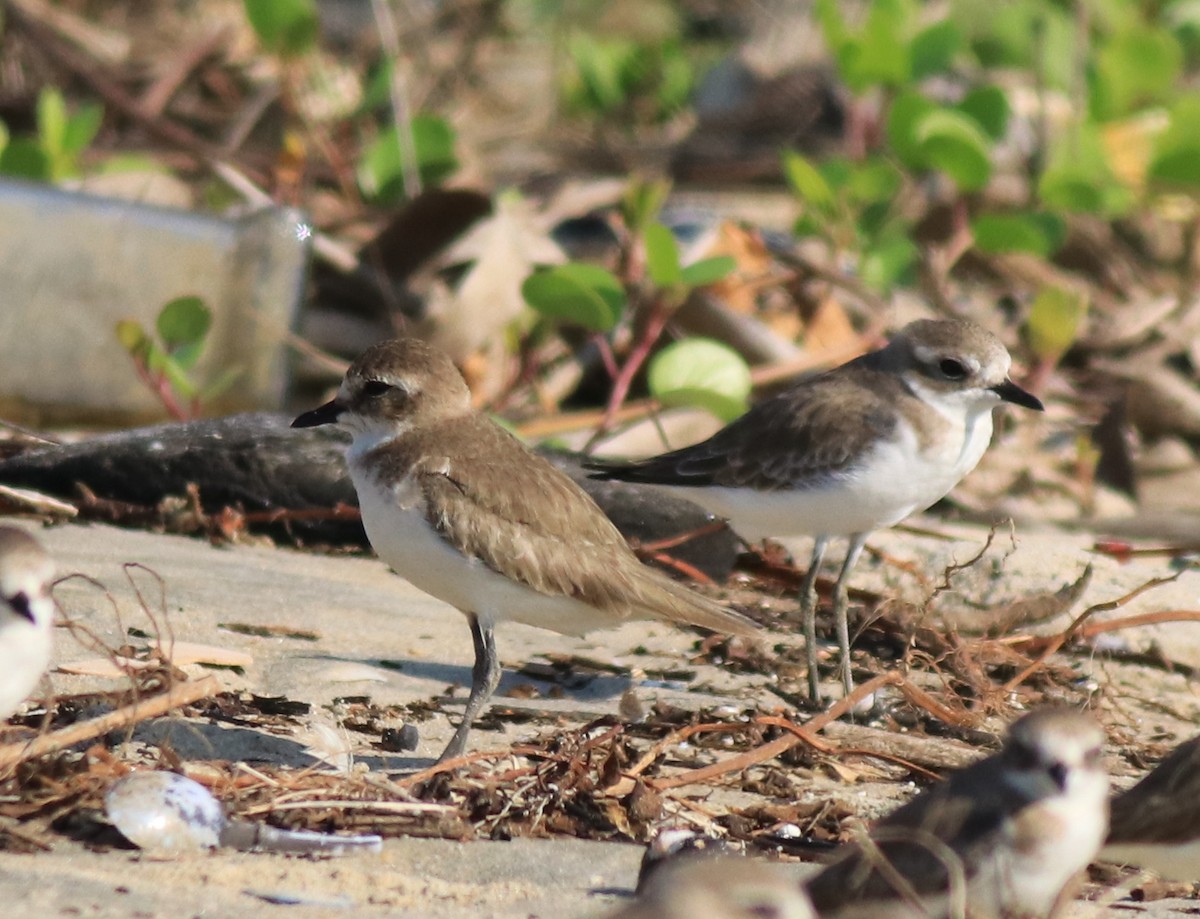 Siberian/Tibetan Sand-Plover - Afsar Nayakkan