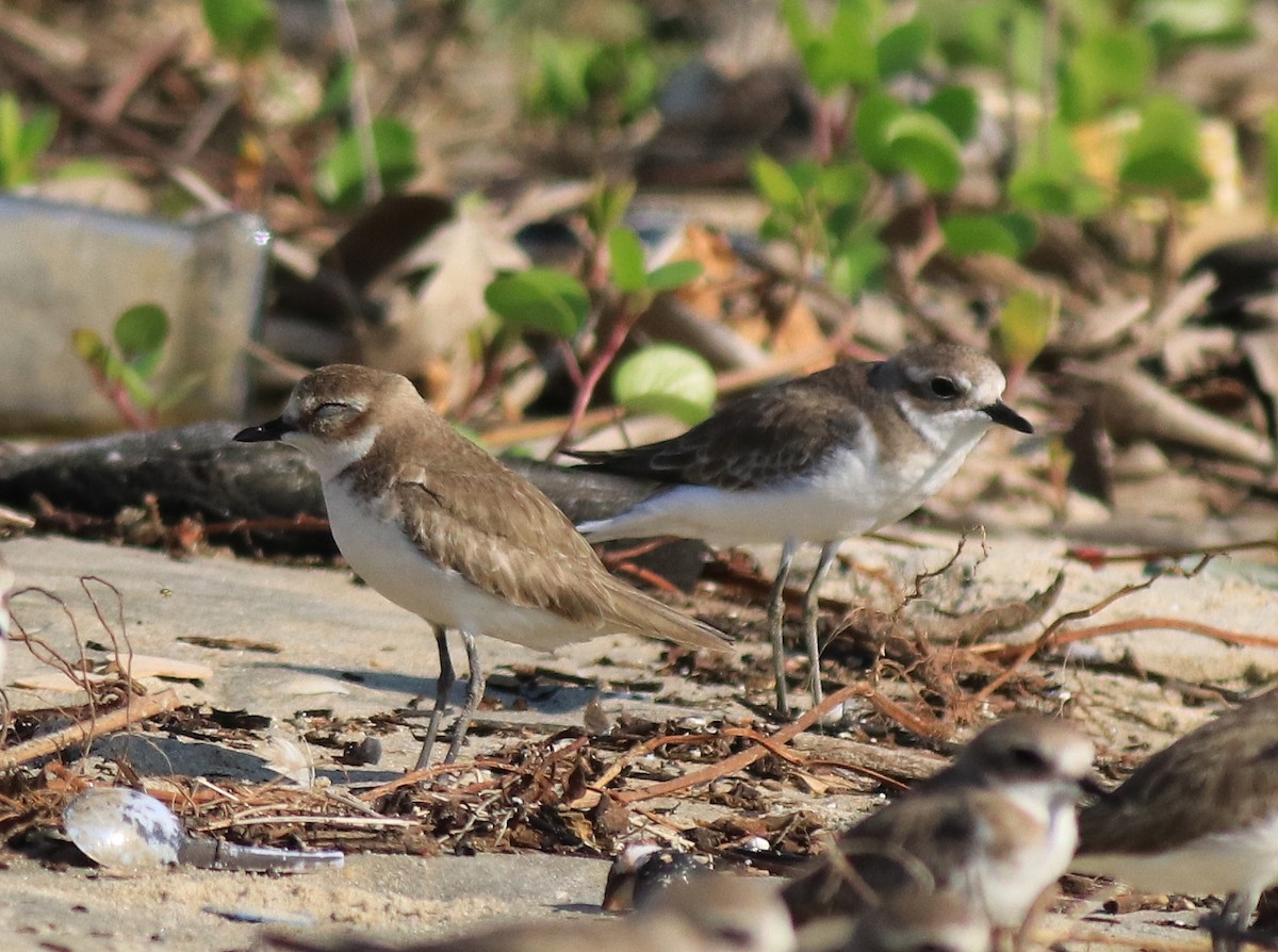 Siberian/Tibetan Sand-Plover - ML618827309