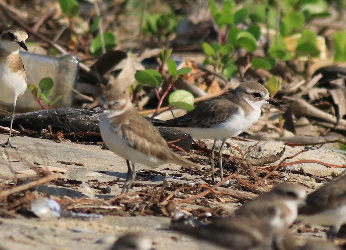 Siberian/Tibetan Sand-Plover - Afsar Nayakkan