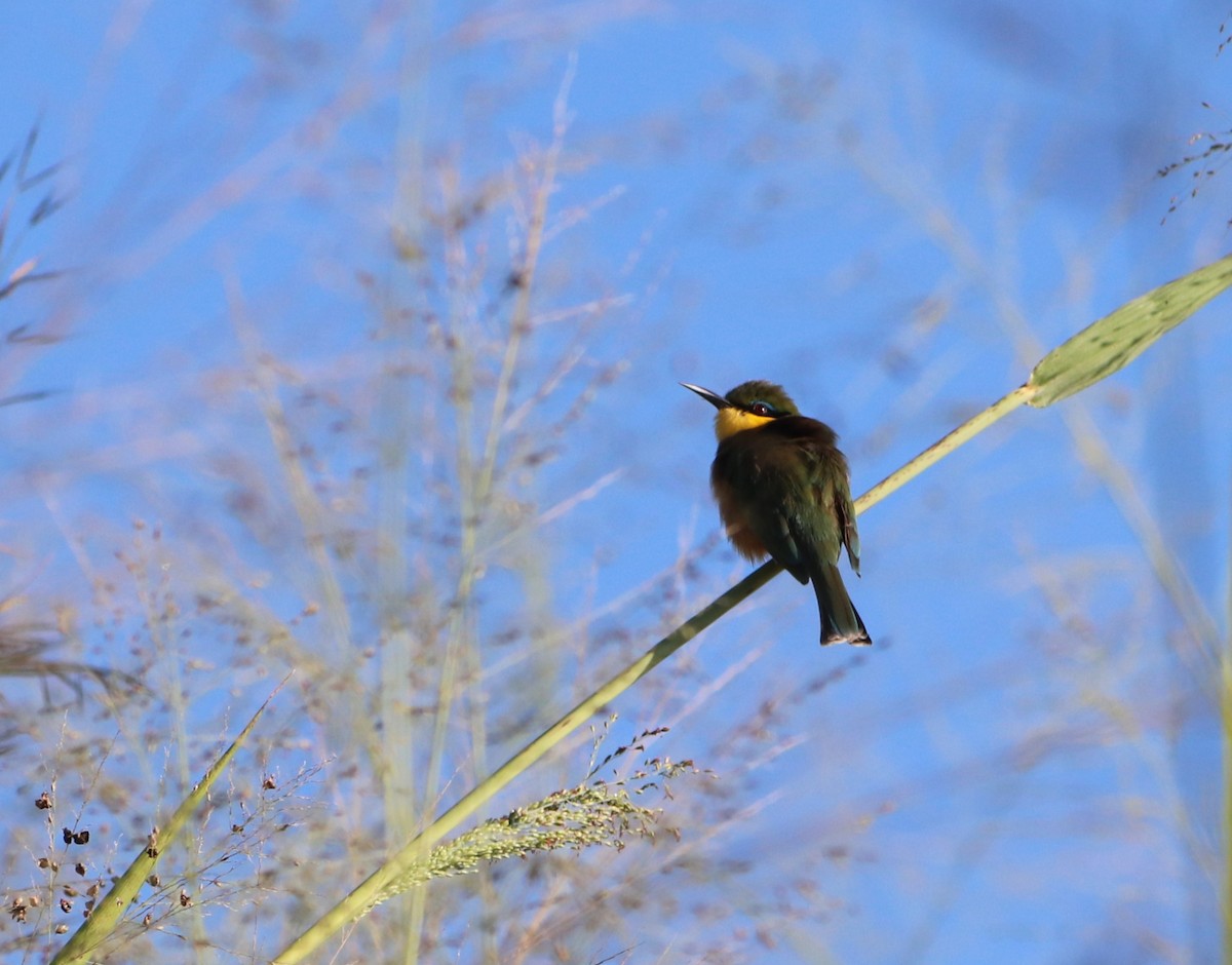 Little Bee-eater - Chad Vanden Bosch