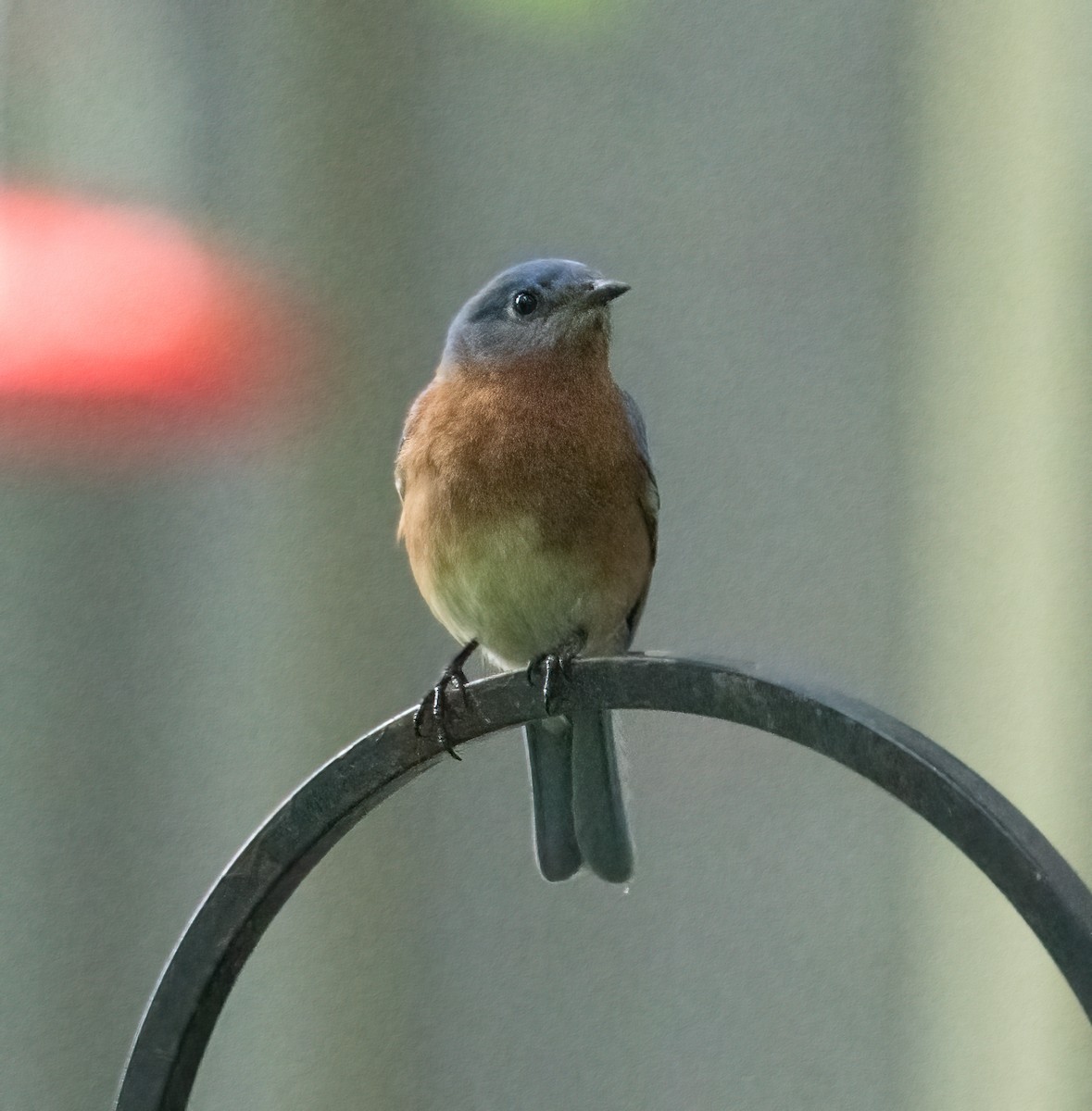 Eastern Bluebird - Joe Donahue