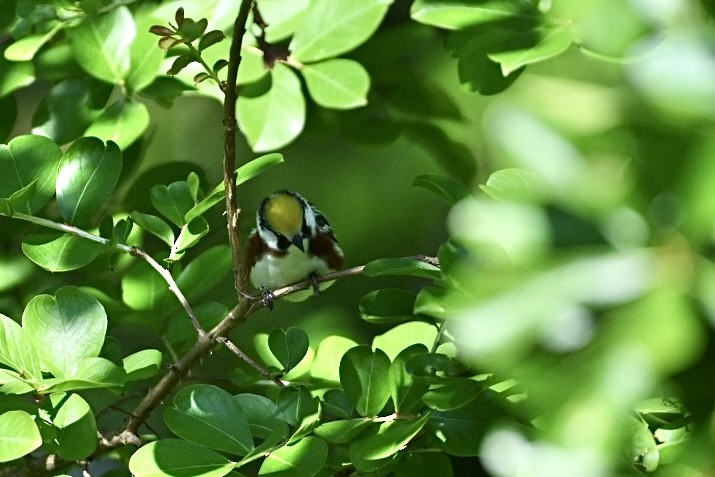 Chestnut-sided Warbler - Walter Calhoun