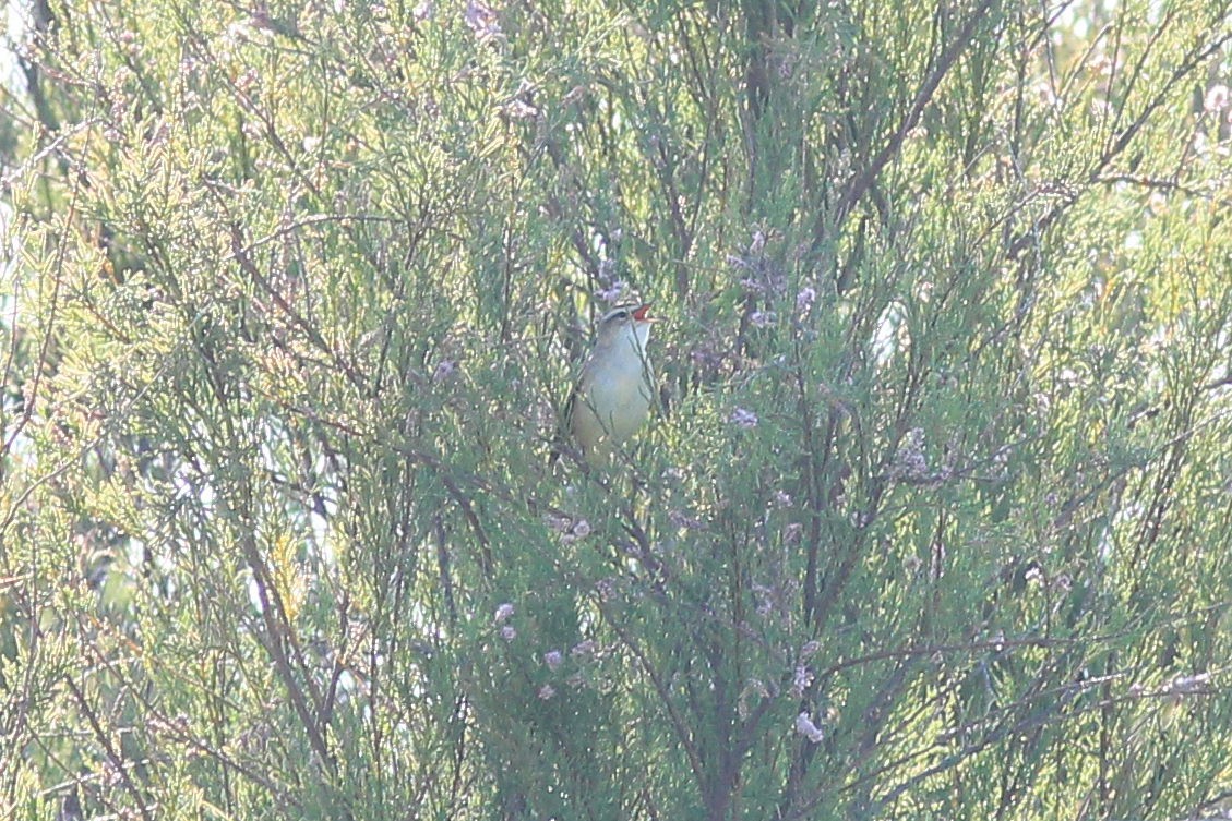 Sedge Warbler - ML618827322