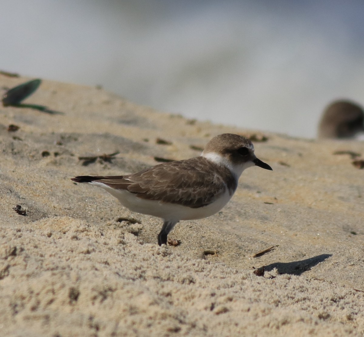 Kentish Plover - Afsar Nayakkan