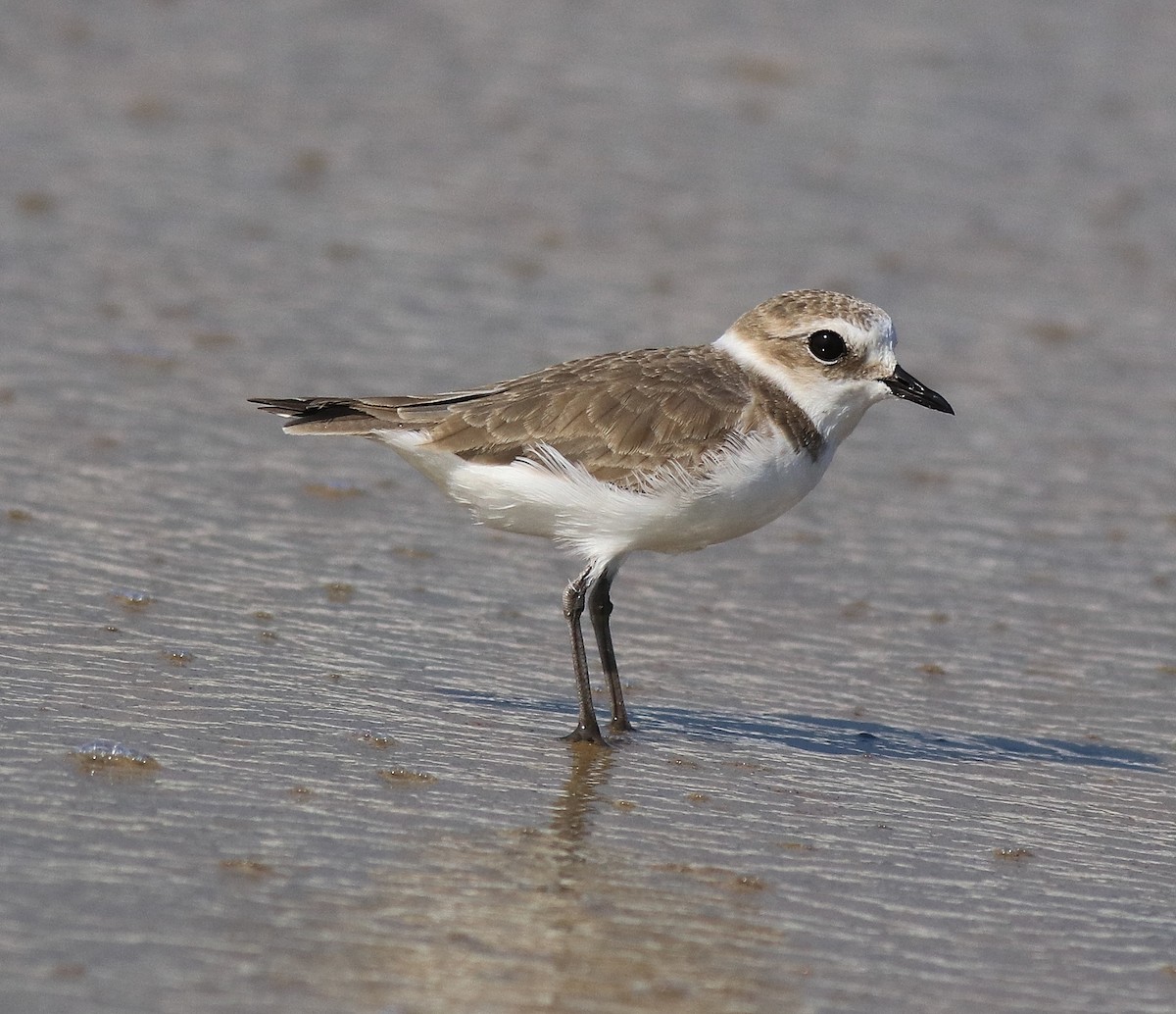 Kentish Plover - Afsar Nayakkan