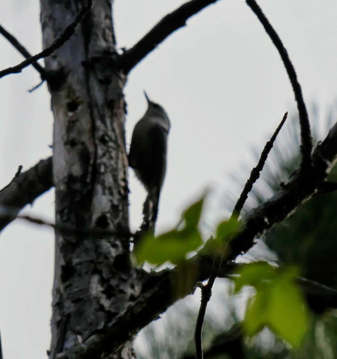 White-breasted Nuthatch - Cécile Charlton