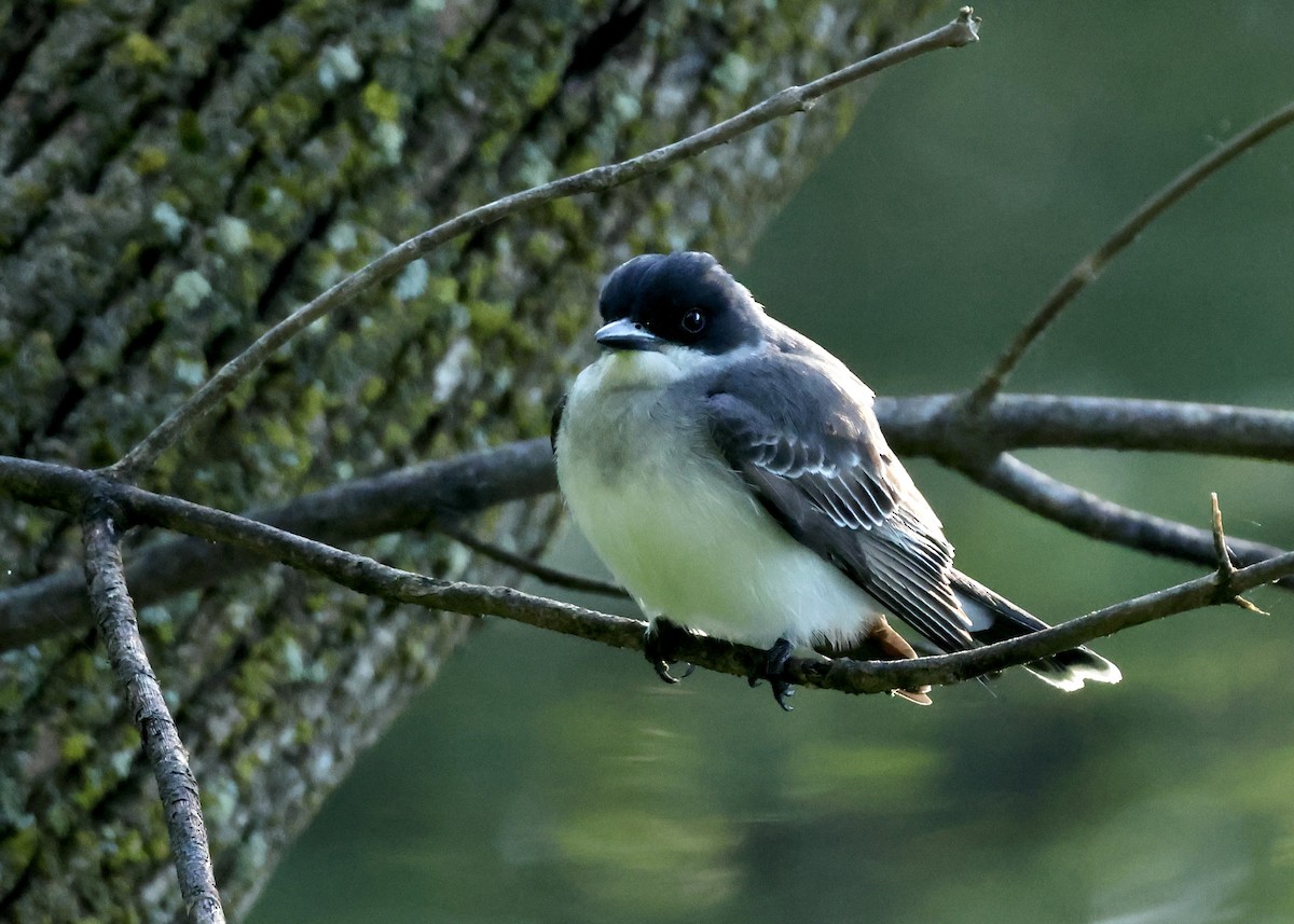 Eastern Kingbird - Nikhil Kumaranayagam