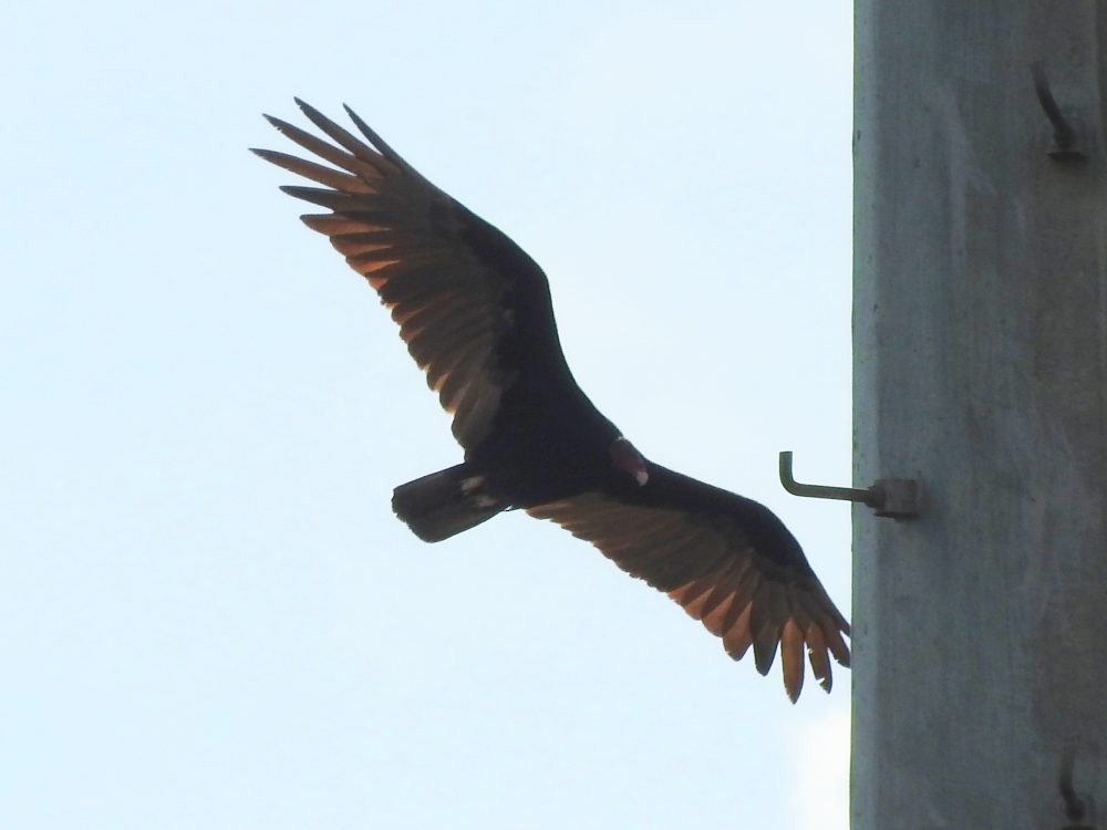 Turkey Vulture - Fernando Nunes