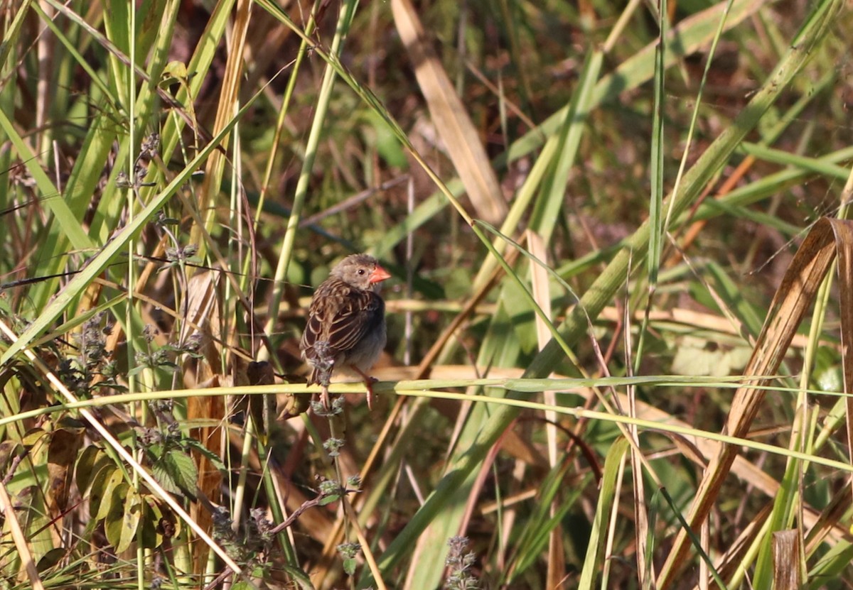 Red-billed Quelea - Chad Vanden Bosch