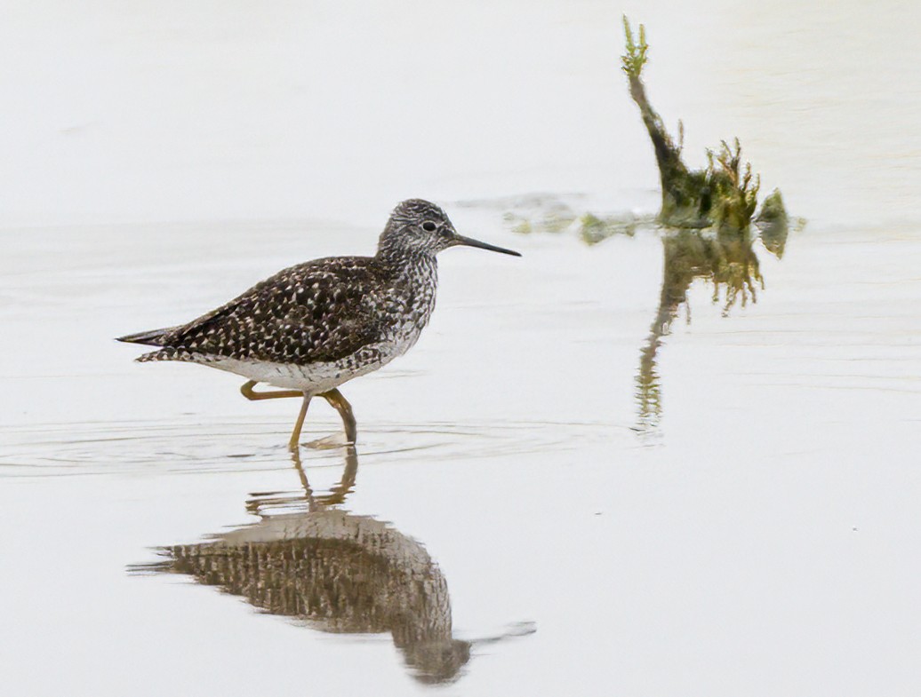 Lesser Yellowlegs - Steve Colwell