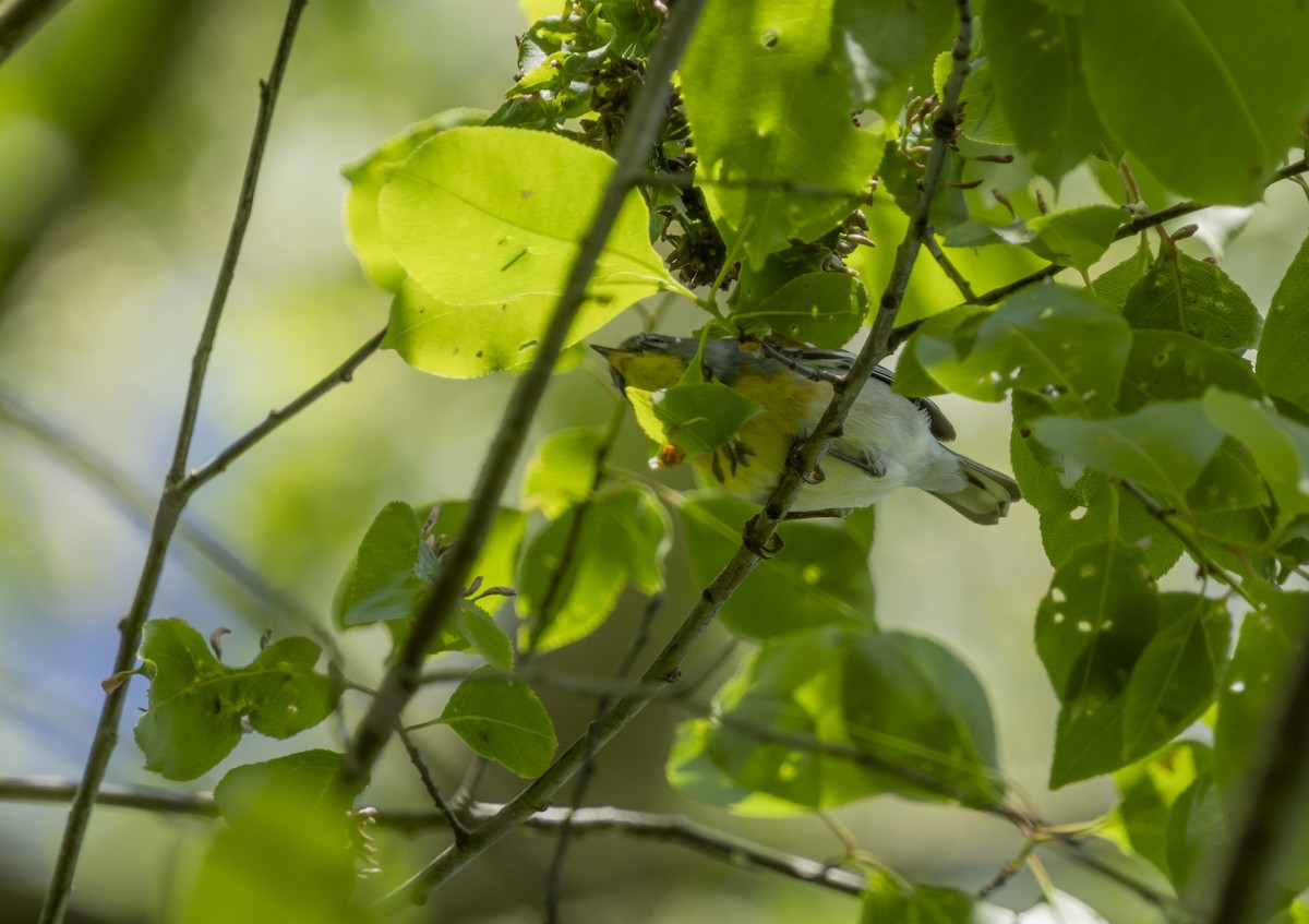 Northern Parula - Liz Pettit