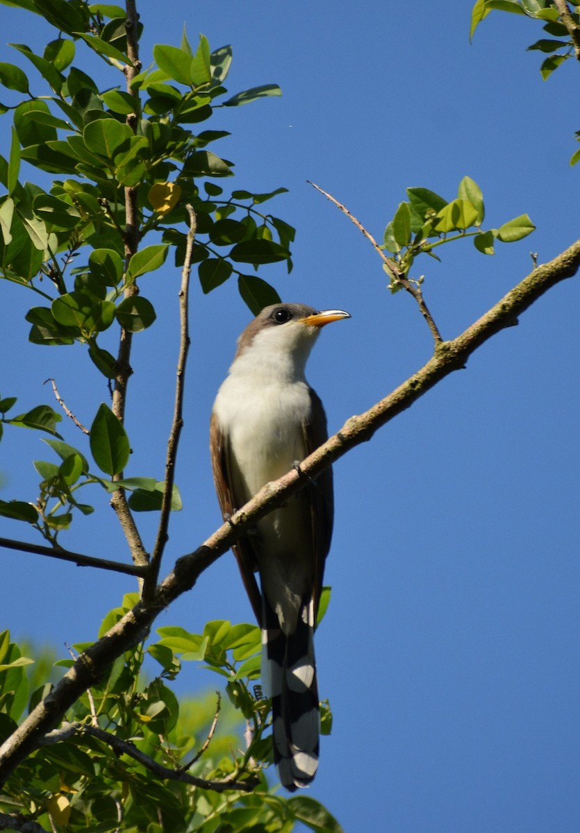 Yellow-billed Cuckoo - Yanosky Pérez Rodríguez