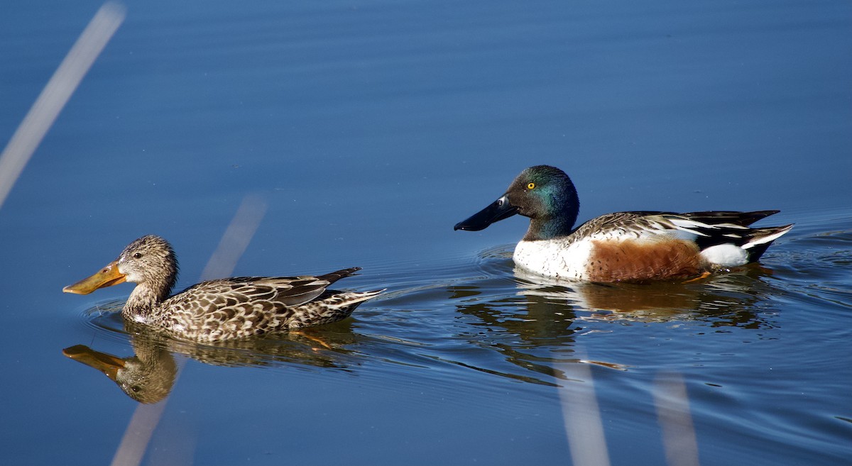 Northern Shoveler - Leslie Harris Jr