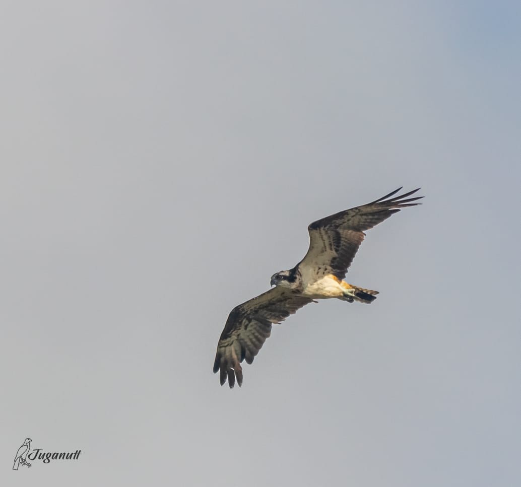 Águila Pescadora - ML618827390