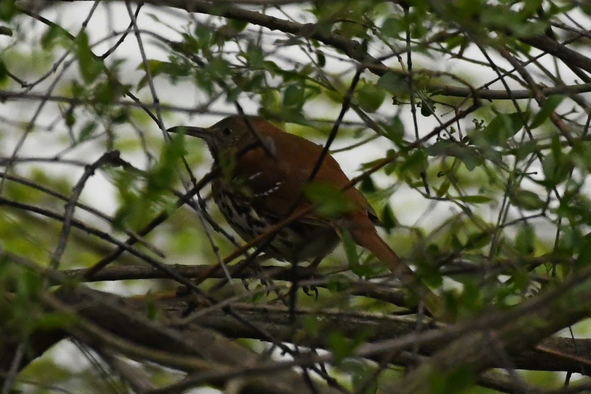 Brown Thrasher - Penguin Iceberg