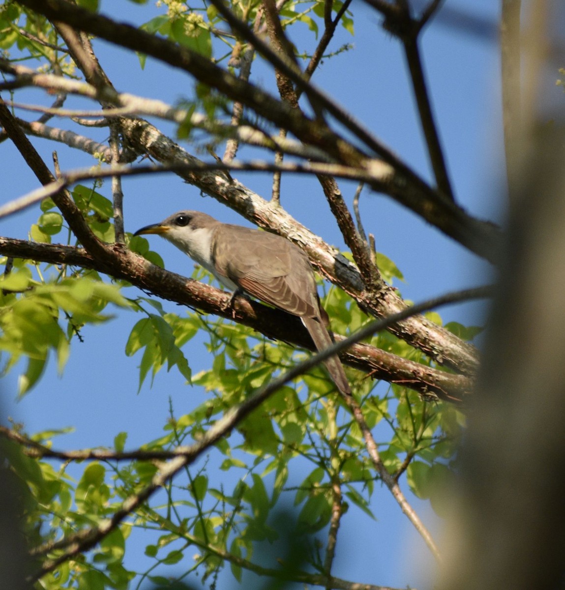 Yellow-billed Cuckoo - Yanosky Pérez Rodríguez