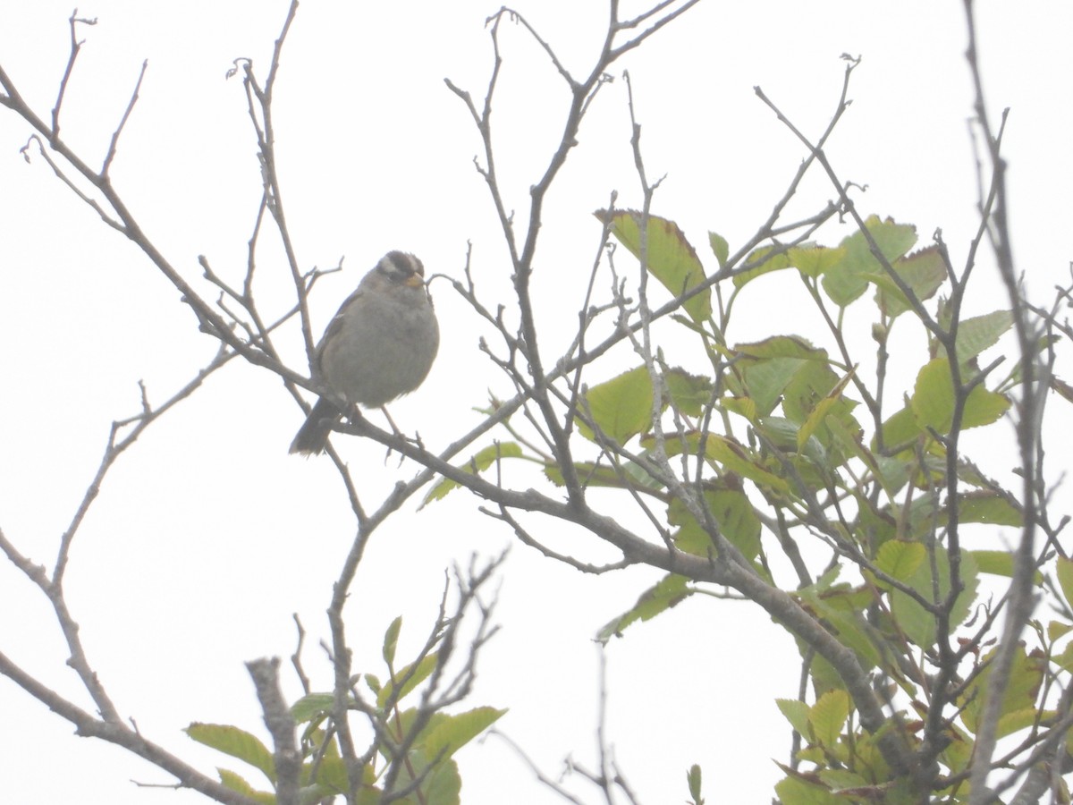 White-crowned Sparrow - Bill Holland