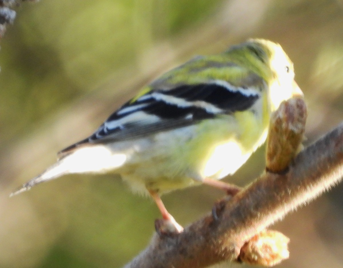 Chardonneret jaune - ML618827419