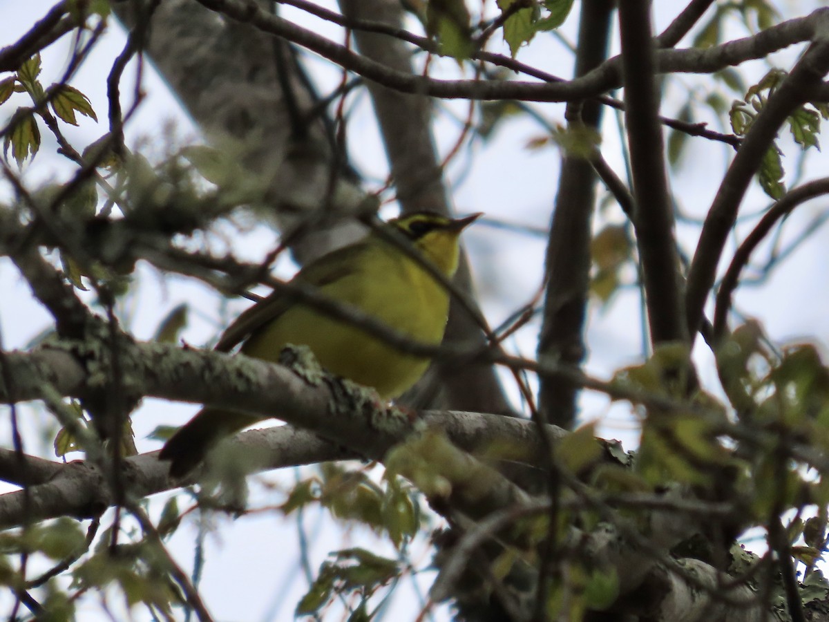 Kentucky Warbler - Kim Wylie