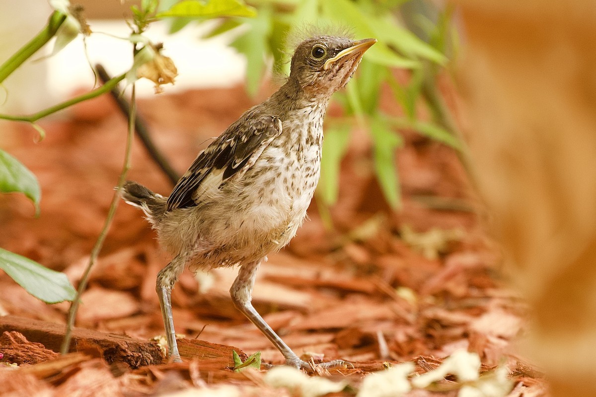 Northern Mockingbird - Brandon Vanderslice