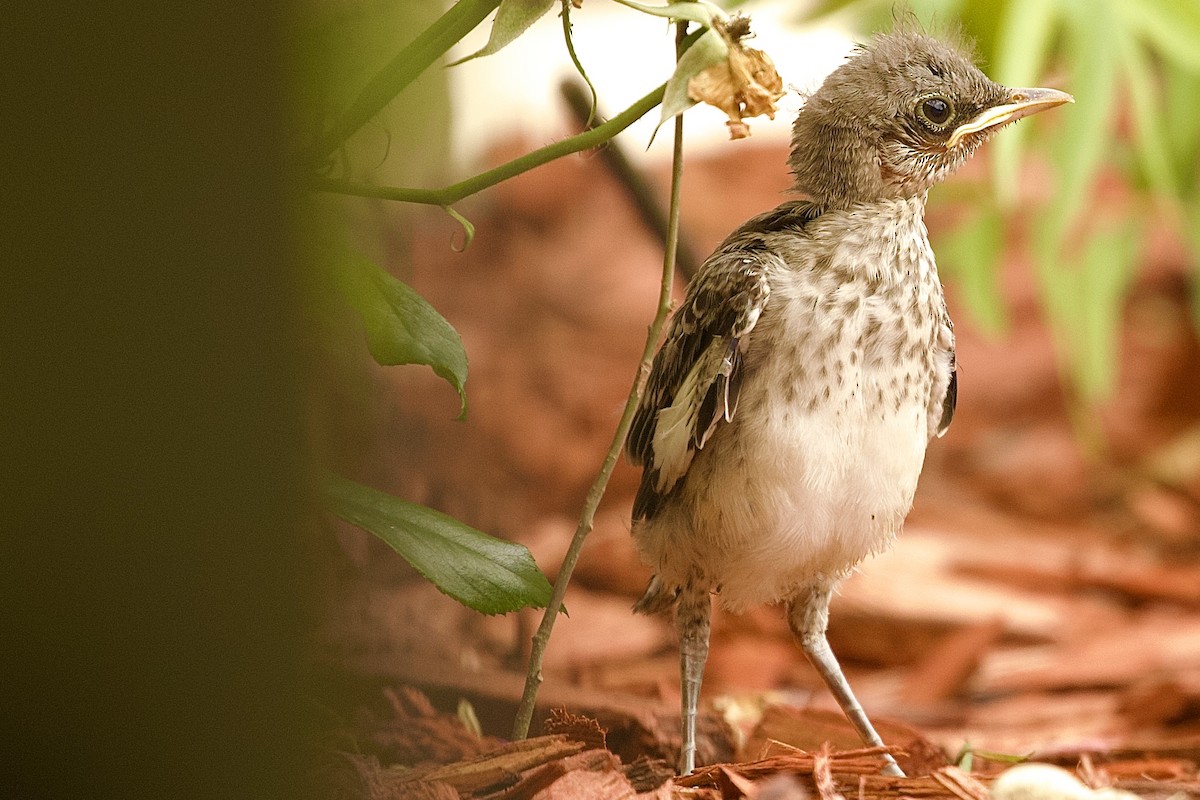 Northern Mockingbird - Brandon Vanderslice