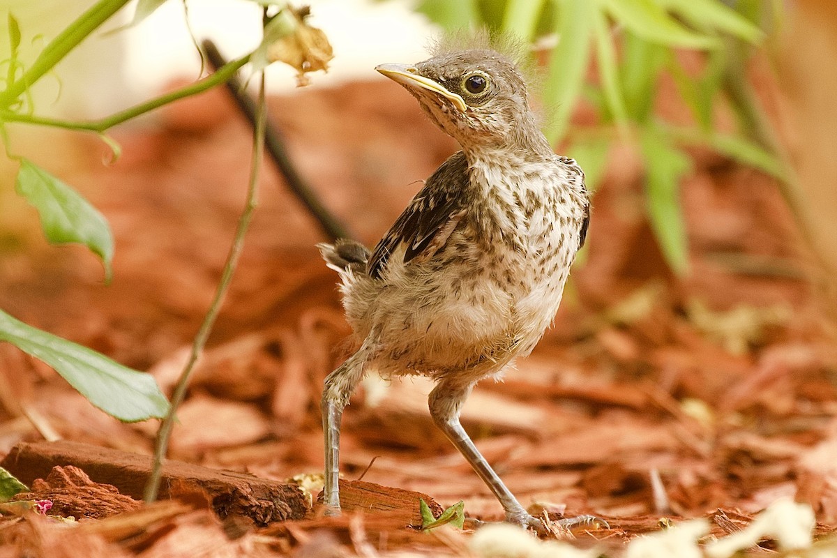 Northern Mockingbird - Brandon Vanderslice