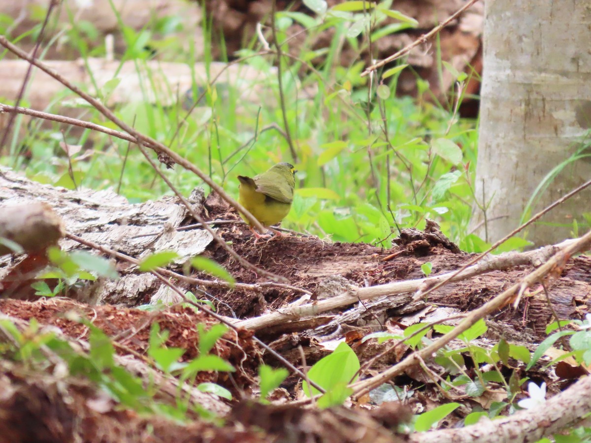 Kentucky Warbler - Kim Wylie