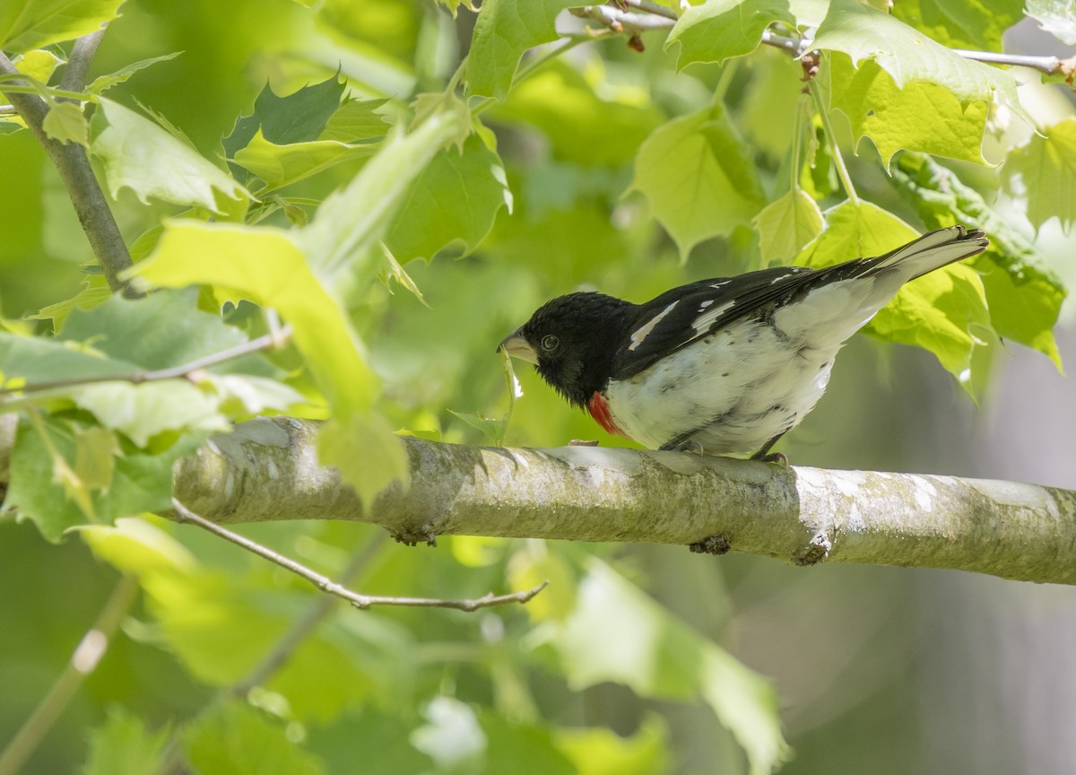 Rose-breasted Grosbeak - Liz Pettit