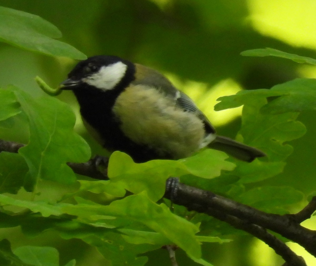 Great Tit - ML618827441