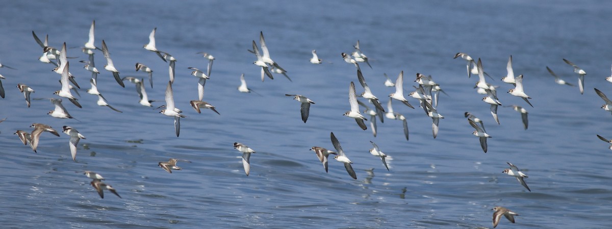 Kentish Plover - Afsar Nayakkan