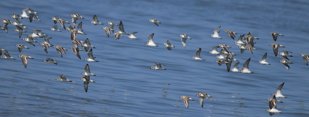 Kentish Plover - Afsar Nayakkan