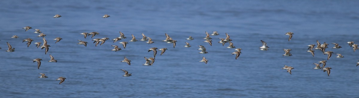 Kentish Plover - Afsar Nayakkan