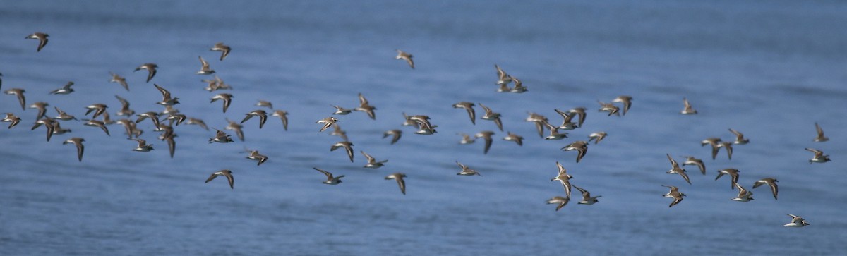 Kentish Plover - Afsar Nayakkan