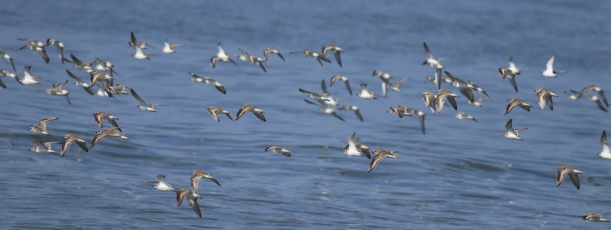 Kentish Plover - Afsar Nayakkan