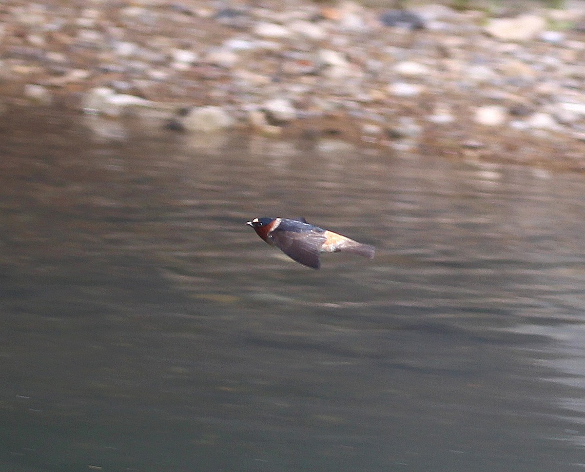 Cliff Swallow - ML618827455