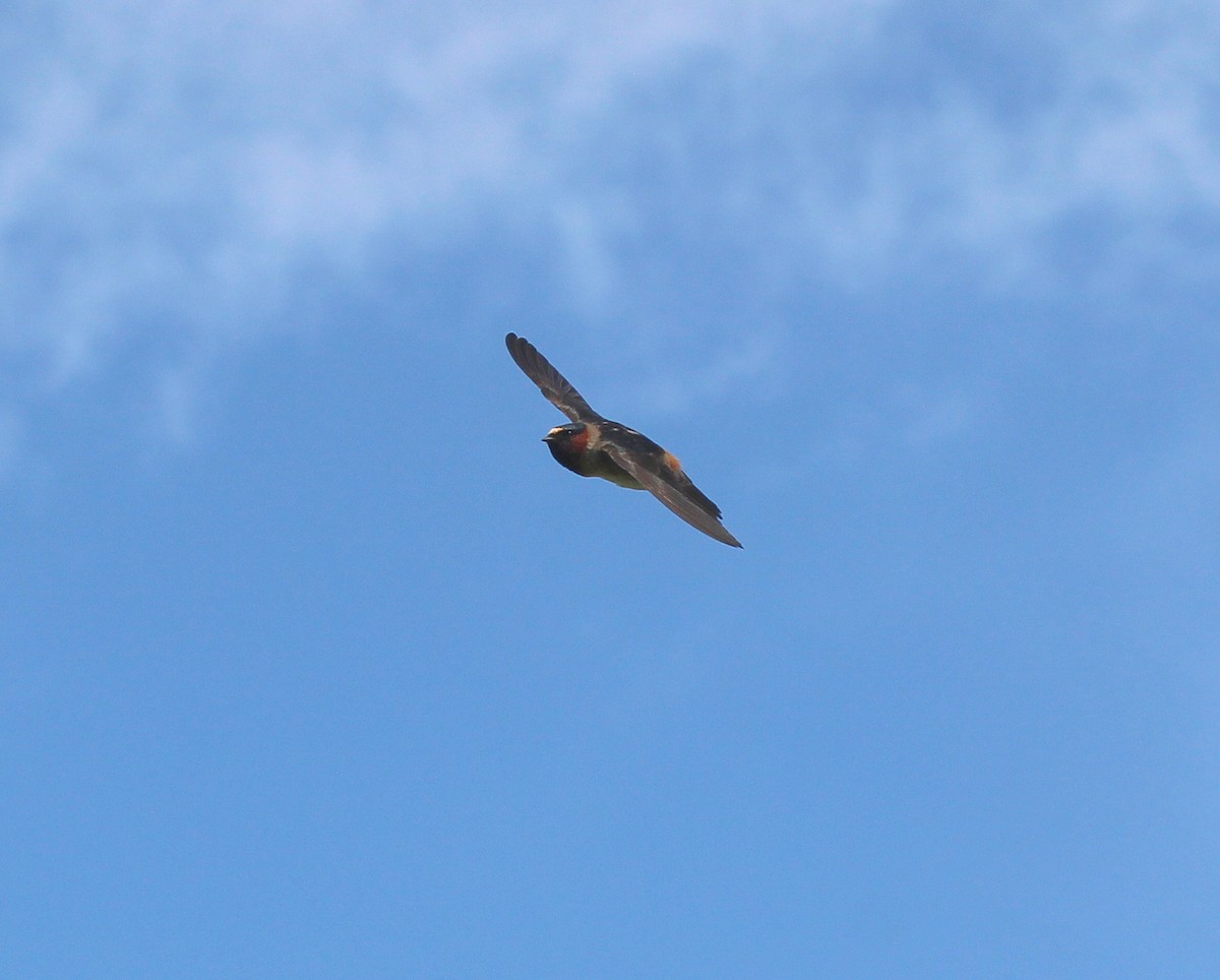 Cliff Swallow - Becky Harbison