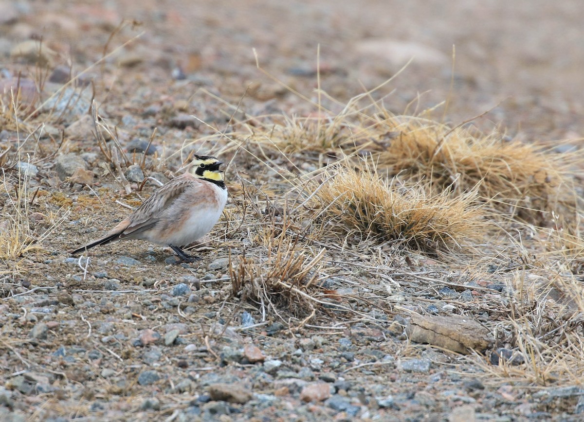 Horned Lark - Brendan Kelly