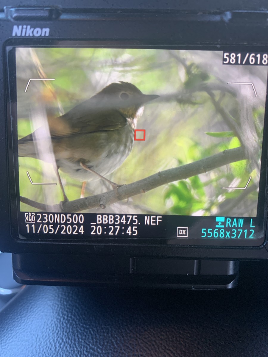 Swainson's Thrush - Joe Fischer